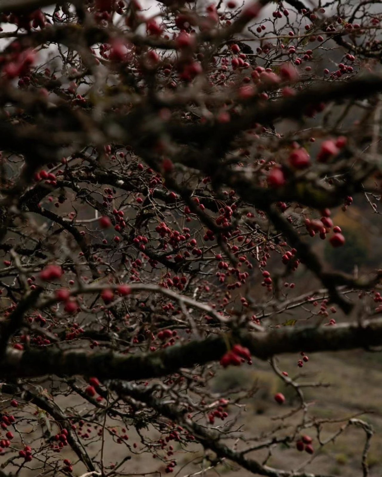 Leyla Əliyeva Qəbələ rayonuna getdi - FOTO/VİDEO - foto 7