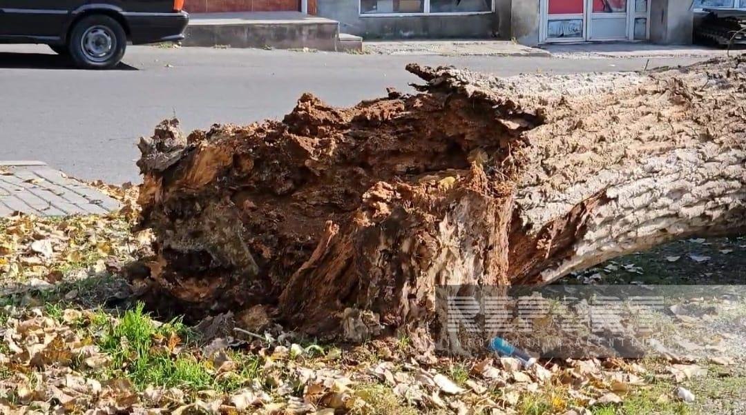 Güclü külək Şəkidə fəsadlar törədib - FOTO/VİDEO - foto 1