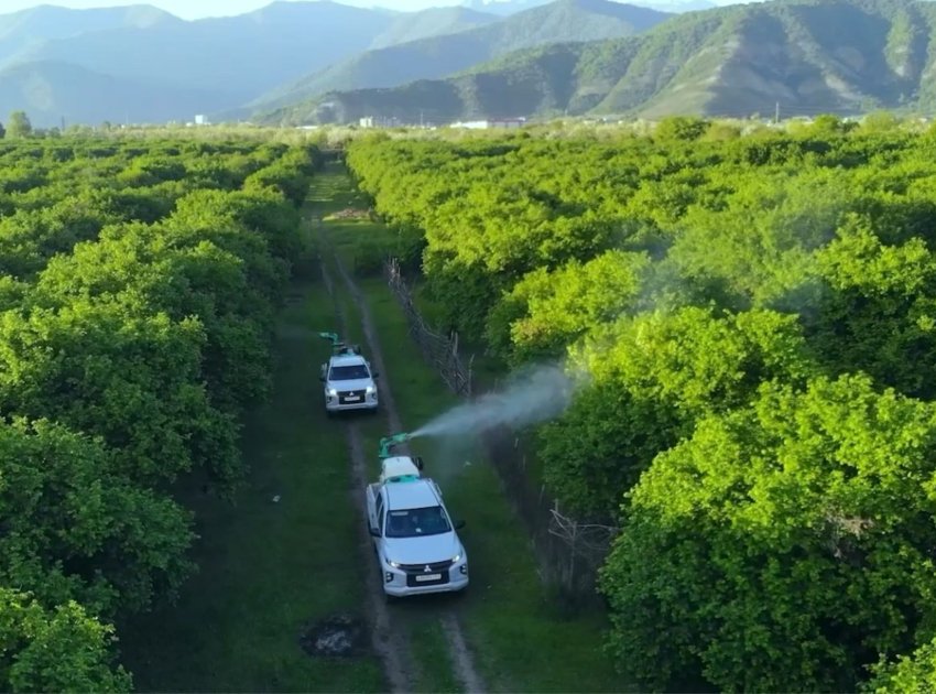 Bölgələrdə qəhvəyi mərmər bağacığının yayılmasına qarşı mübarizə tədbirləri davam etdirilir - FOTO