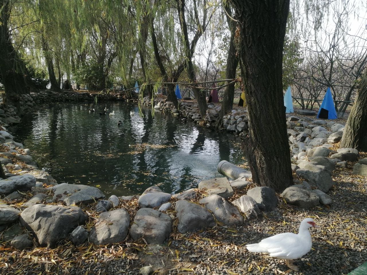 Şəkinin naxışlarla danışan DÜNYASI - Sənətin və təbiətin ritminə SƏYAHƏT - REPORTAJ - foto 3