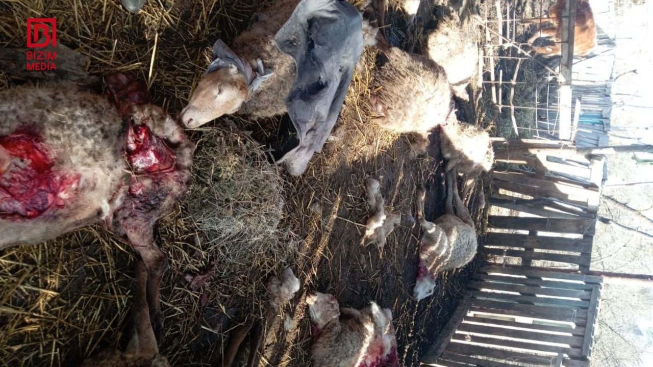 Kürdəmirdə canavarlar təsərrüfata hücum etdi - 10 qoyun tələf oldu - FOTO - foto 1