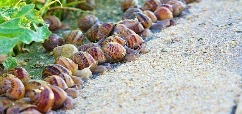 Salyandan Avropaya: Azərbaycan ilbiz məhsulları ixracına başladı Salyandan Avropaya: Azərbaycan ilbiz məhsulları ixracına başladı