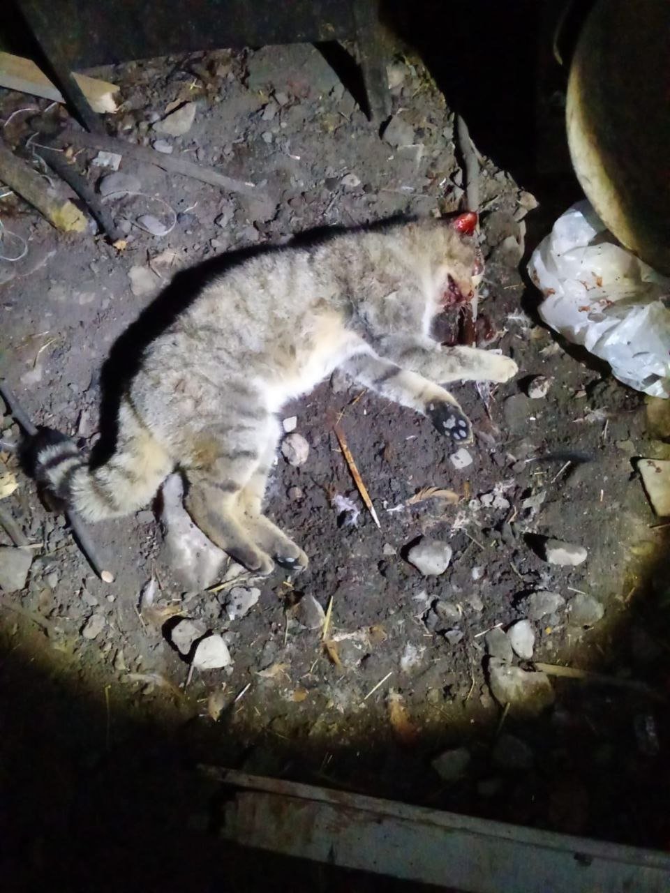 Xocavənddə vəhşi heyvan TƏHLÜKƏSİ - Kənd sakinləri qorxu içində - FOTO - foto 1