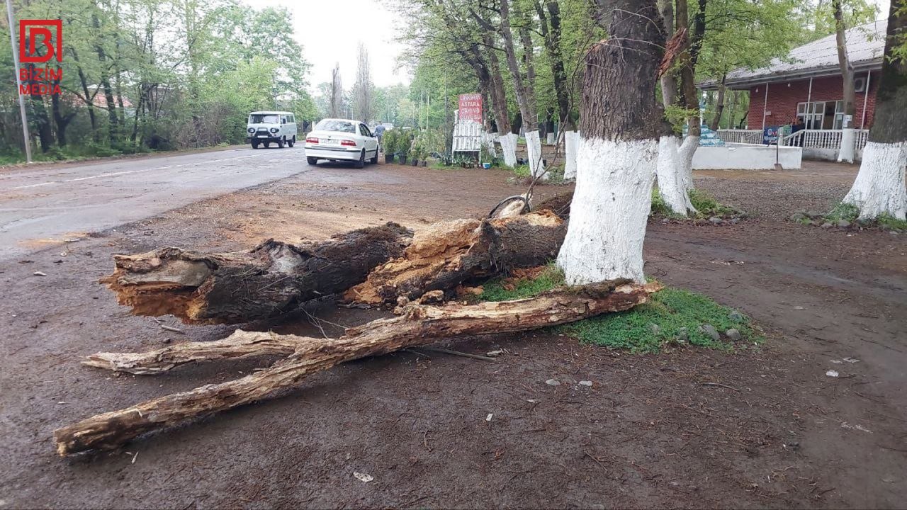 Lənkəranda çürümüş ağac avtomobilin üzərinə düşdü - Xəsarət alanlar var – FOTO - foto 4
