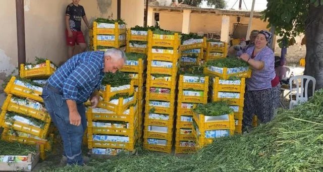 Meyvəsindən çox yarpağı qazanc gətirir... – Xarici ölkələrə də SATIRLAR - FOTO - foto 1