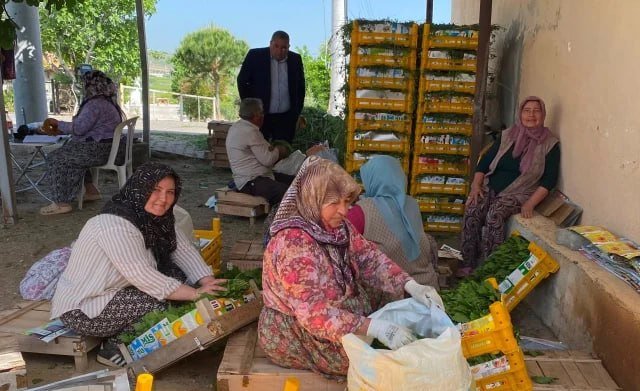 Meyvəsindən çox yarpağı qazanc gətirir... – Xarici ölkələrə də SATIRLAR - FOTO - foto 2
