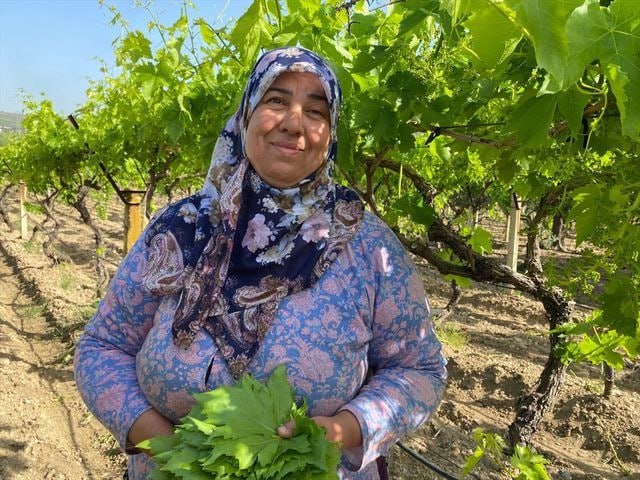 Meyvəsindən çox yarpağı qazanc gətirir... – Xarici ölkələrə də SATIRLAR - FOTO - foto 4