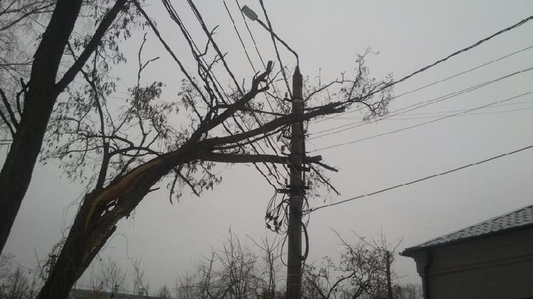 Güclü külək Oğuzda da fəsadlar törətdi: İrigövdəli ağac aşaraq elektrik naqillərini qırdı