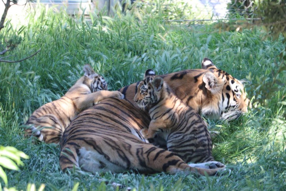 Bakı Zooloji Parkında Amur pələnginin balaları dünyaya gəldi – FOTO - foto 4