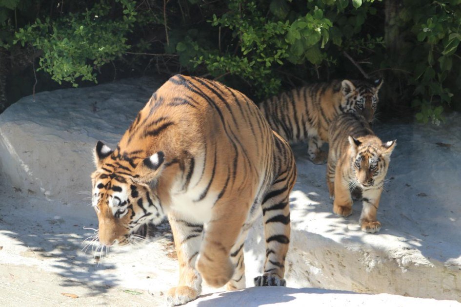 Bakı Zooloji Parkında Amur pələnginin balaları dünyaya gəldi – FOTO - foto 1
