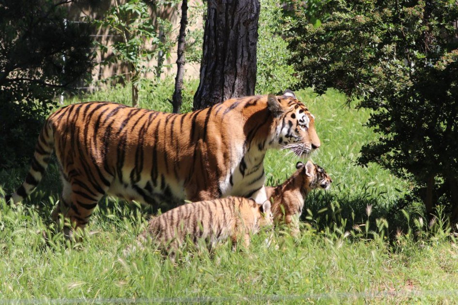 Bakı Zooloji Parkında Amur pələnginin balaları dünyaya gəldi – FOTO - foto 5