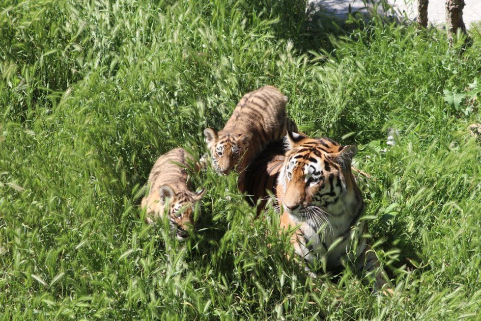 Bakı Zooloji Parkında Amur pələnginin balaları dünyaya gəldi – FOTO - foto 2