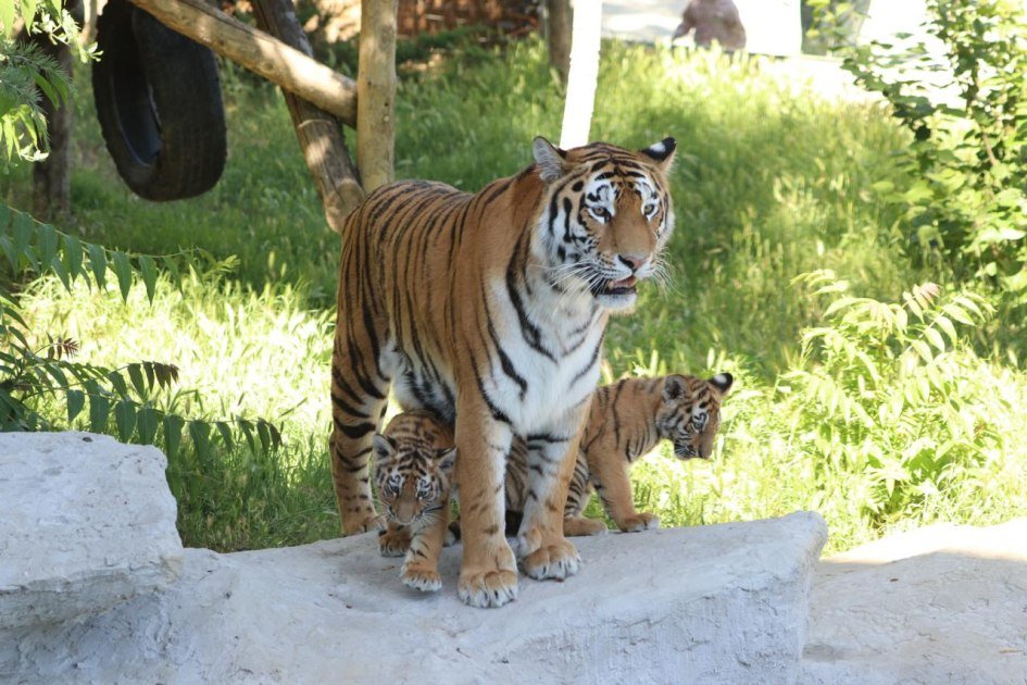 Bakı Zooloji Parkında Amur pələnginin balaları dünyaya gəldi – FOTO - foto 3