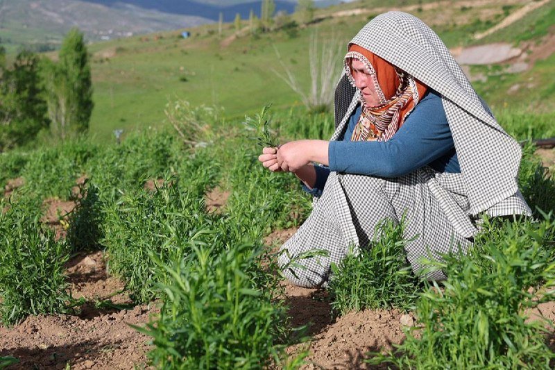 Şəhərdən kəndə köçüb, təsərrüfat YARATDI – Məhsulun kiloqramını 100 manatdan baha satır – FOTO - foto 1