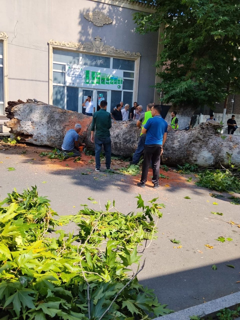 Qoca çinar maşının üstünə aşdı – FOTO - foto 3
