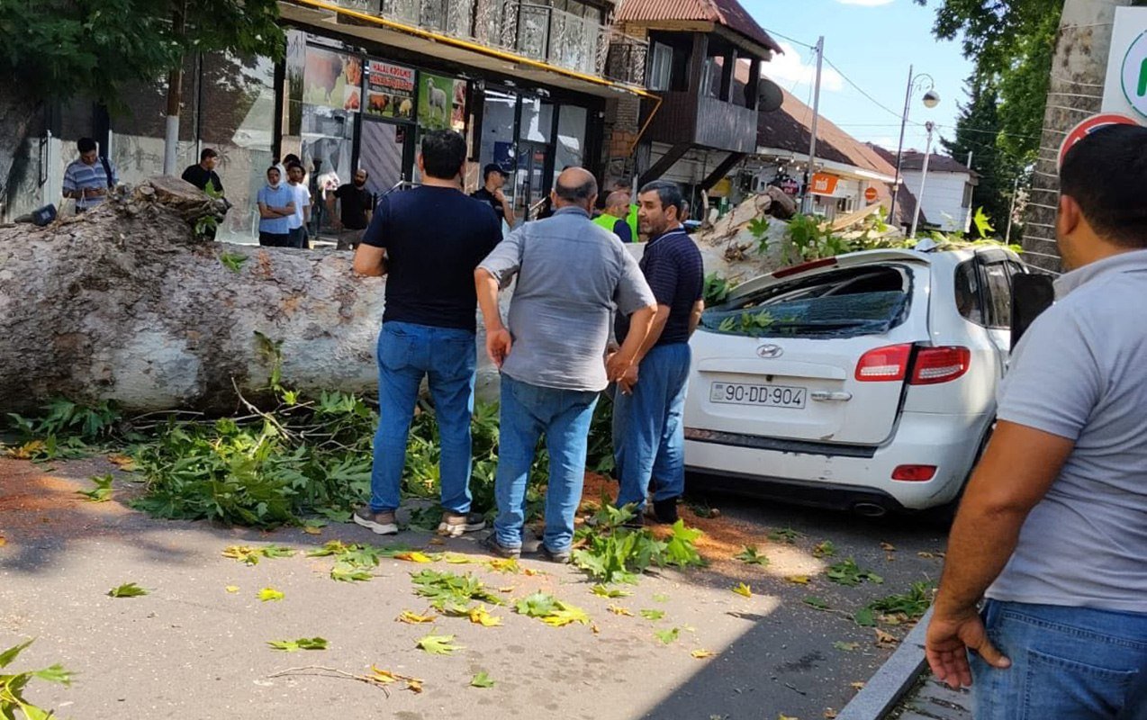 Qoca çinar maşının üstünə aşdı – FOTO - foto 1
