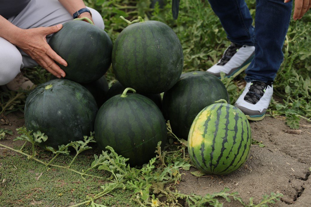 Bu qarpızı görənlər heyrətlənir: Qabığı yaşıl, içi isə sarıdır – FOTO - foto 2
