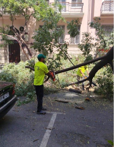 Bakıda sınan ağaclar yollardan götürüldü– FOTO - foto 5