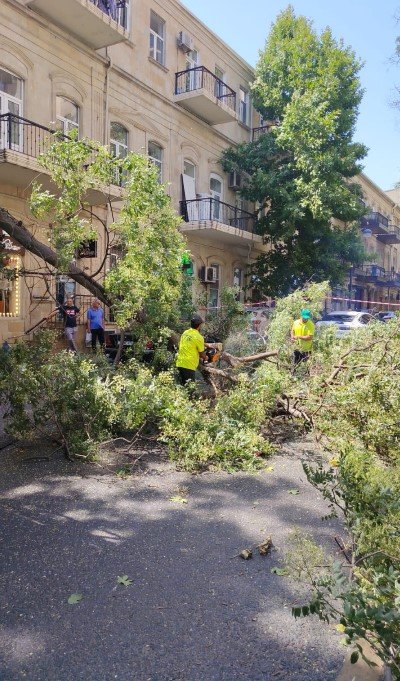 Bakıda sınan ağaclar yollardan götürüldü– FOTO - foto 7