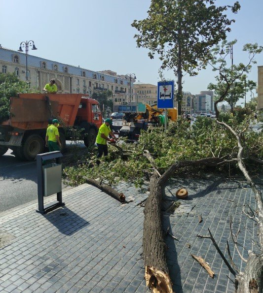 Bakıda sınan ağaclar yollardan götürüldü– FOTO - foto 3