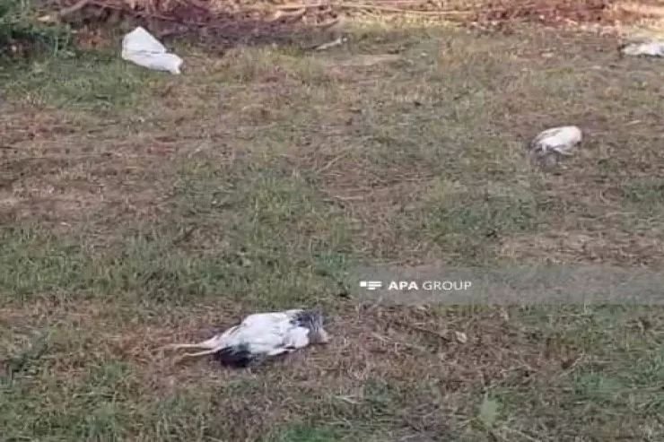 Bu bölgədə ev quşları kütləvi şəkildə tələf olur - FOTO - foto 1