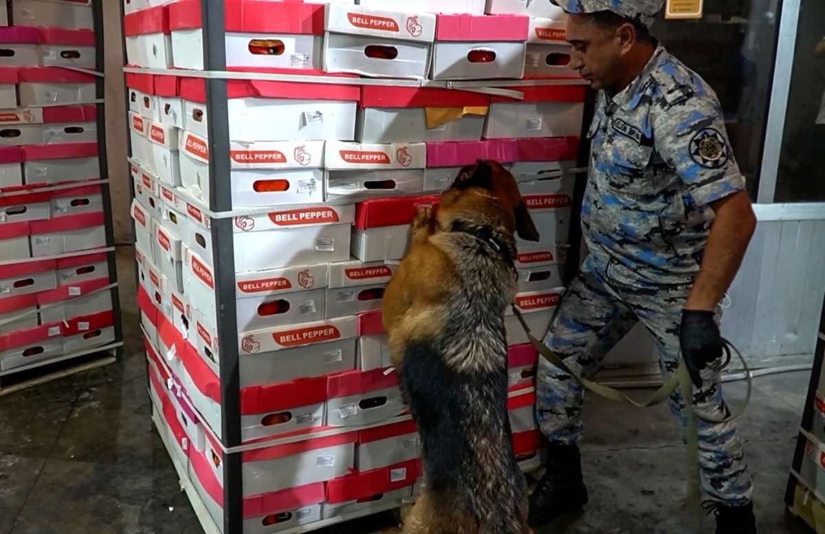 Astarada ƏMƏLİYYAT: İrandan Rusiyaya aparılan “bibər” yükündə marixuana aşkarlandı –FOTO/VİDEO - foto 1