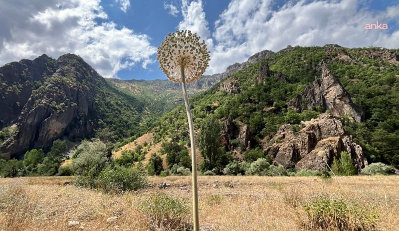 Dağdan sarımsaq dərdilər, 3 milyonluq cərimə edildilər Dağdan sarımsaq dərdilər, 3 milyonluq cərimə edildilər