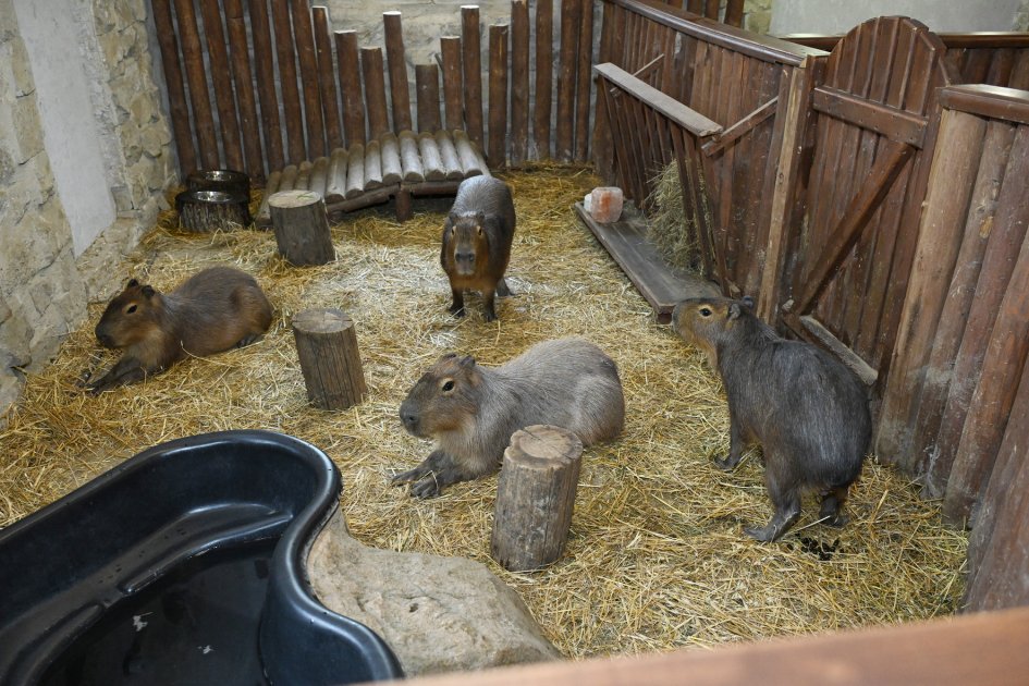 Leyla Əliyeva Şamaxıda “Capybara Azerbaijan” fermasında olub - FOTO - foto 8