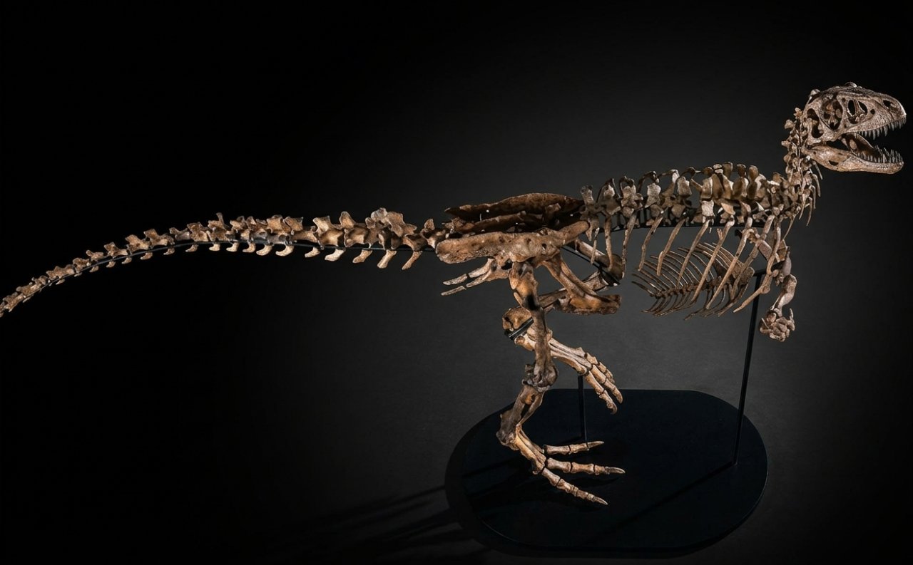 Milyonluq HƏRRAC: Dinozavr skeleti 9 milyona təklif edilir