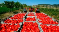 Azərbaycan pomidorları Rusiyaya yol aldı