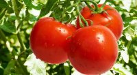 Azərbaycan pomidorları Ukrayna bazarlarında – Rəsmi