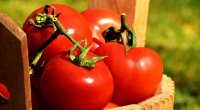 Qazaxıstan Azərbaycandan pomidor idxalını qadağan etdi - Rosselxoznadzor 