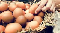 Peyvənd olunan yaşlı insanlara pulsuz yumurta veriləcək - Nazirlik