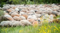 Kəlbəcər yaylaqlarına qoyunçuluq və arıçılıq təsərrüfatları köçürüldü - FOTO