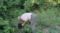 Xaçmaz meşəsində narkotik əkənlər saxlanıldı - VİDEO