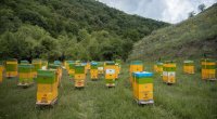 Kəlbəcər yaylaqlarına daha 2500 arı ailəsinin köçürülməsinə başlanıldı