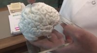 Türkiyədə 3D printerlə insan beyninin nüsxəsi hazırlandı - VİDEO