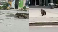 Azərbaycanda ayılar vahiməyə səbəb oldu - VİDEO 