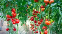 Pomidor yetişdirilməsinə AQTA-dan QADAĞA – Nə baş VERİR?