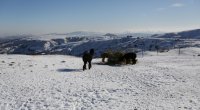 Şamaxıda maral buynuzu vannası qəbul etmək üçün sanatoriya açılacaq - FOTOLAR