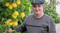 Azərbaycanlı yeni limon sortunu yaratdı - FOTO