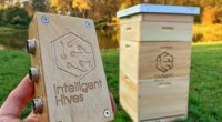Azərbaycanda “Smart” arı yeşikləri hazırlanır - Sensorlar məlumatları ötürəcək
