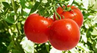 İstixanalarda yerli pomidor sortları niyə yoxdur? - ARAŞDIRMA / VİDEO