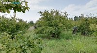 Xaçmazda fındıq YIĞIMI BAŞLADI - FOTO
