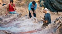 Portuqaliyada Avropanın ən böyük dinozavrının qalıqları tapıldı