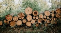 6 rayonda qışa hazırlıq - Nazirlik toplanan odunların miqdarını AÇIQLADI 