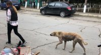 Mehdiabadda bələdiyyə binasının yaxınlığı zibil poliqonuna çevrilib – FOTO