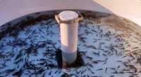 Xaçınçay su anbarına 200 min ədəd balıq körpəsi BURAXILIB - FOTO 