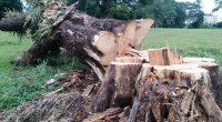 Bakıda ağaclar kəsilir: Sakinlərdən ciddi etiraz - VİDEO 