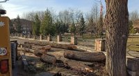 Azərbaycanın dörd nöqtəsində 900 ağac və kol qanunsuz KƏSİLDİ